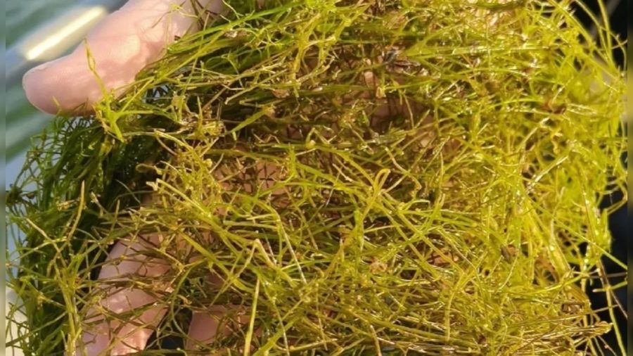 В Ярославской области обнаружили редкий вид водорослей
