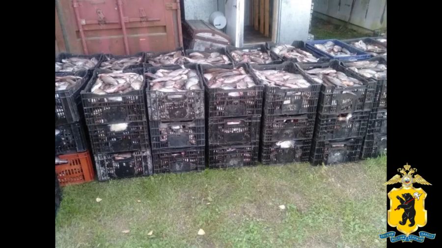 В селе Брейтово полицейские выявили склад незаконно пойманной рыбы