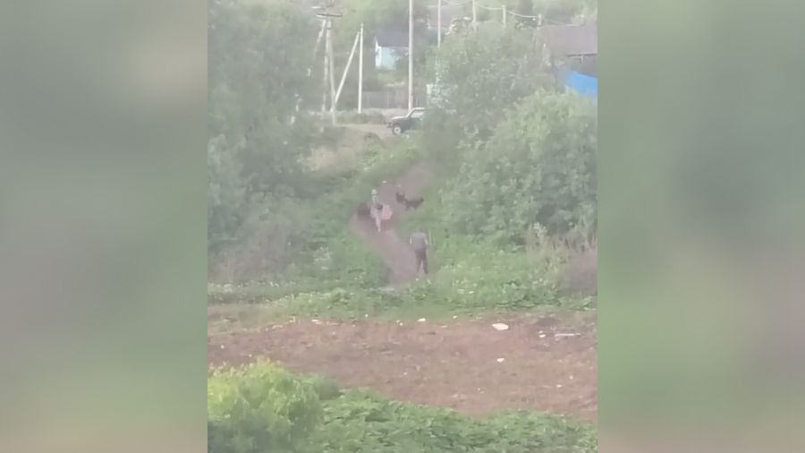 После инцидента со сворой собак в Ярославском округе возбудят административное дело
