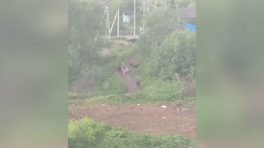 Жители деревни под Ярославлем пожаловались на беспризорных собак