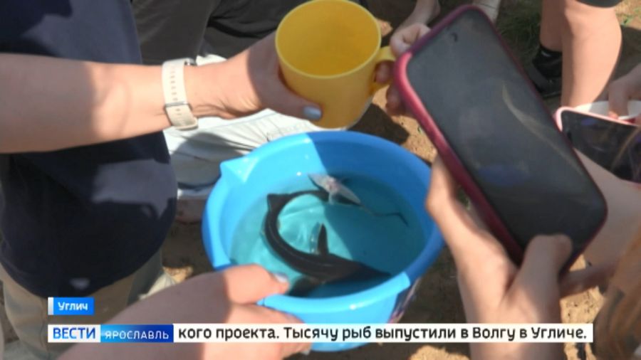 В Ярославской области впервые прошел массовый выпуск мальков стерляди