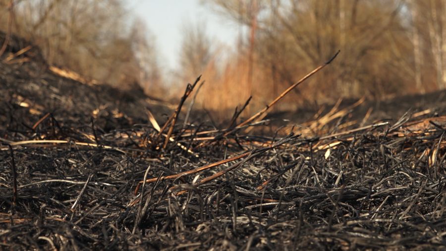 В Ярославской области за сутки зафиксировали 34 пала травы