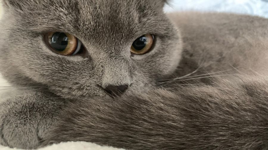 В Ярославле состоится благотворительная книжная ярмарка в поддержку животных