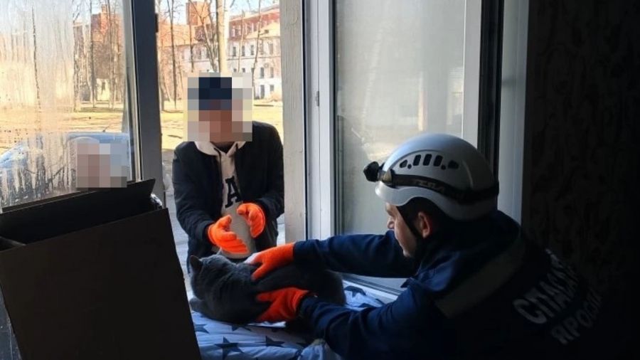 В Ярославле нашли пропавшую после пожара в доме на улице Стачек кошку