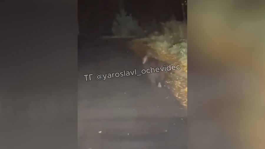 В Тутаевском округе заметили медведицу с медвежонком