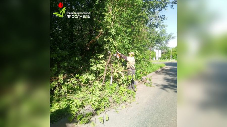 В Ярославле спиливают пострадавшие от ветра деревья
