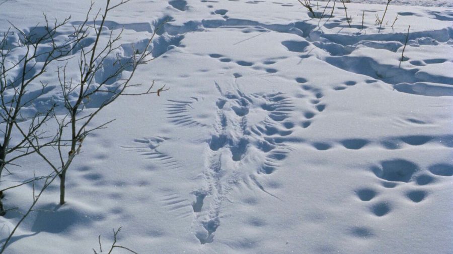 В Ярославской области насчитали почти 1,5 тысячи медведей
