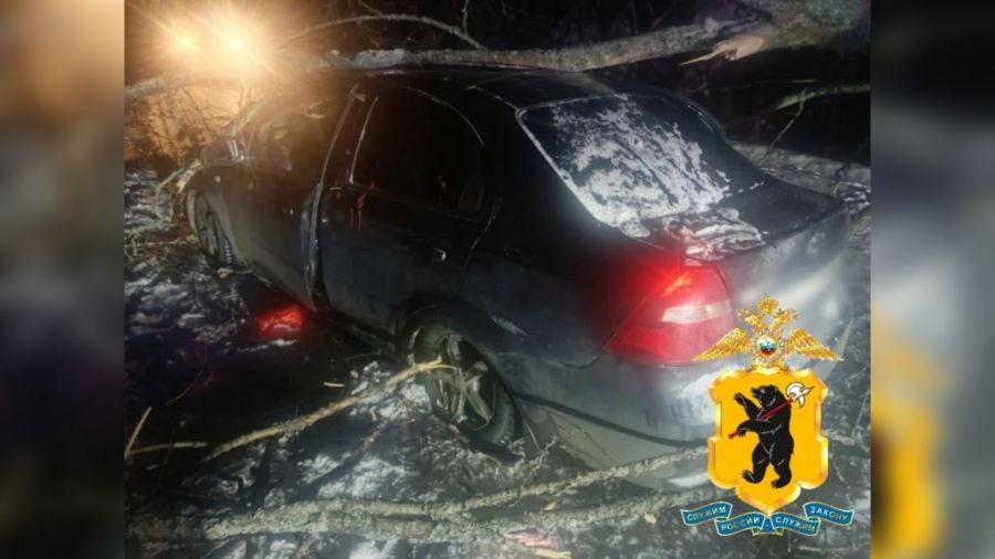 В Ярославской области легковой автомобиль врезался в упавшее дерево: есть пострадавшие