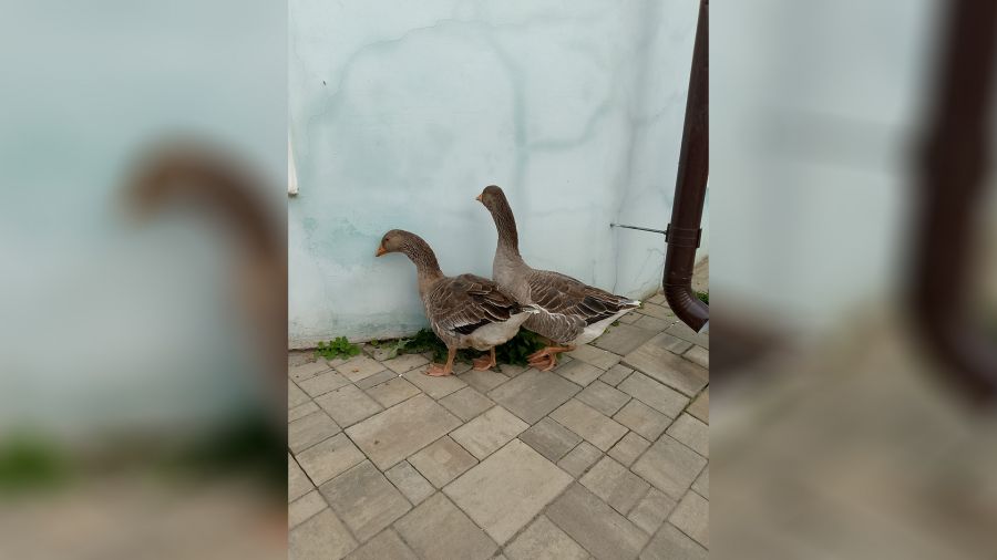 &laquo;В МФЦ ходили регистрироваться&raquo;: пара гусей покорила ярославские соцсети