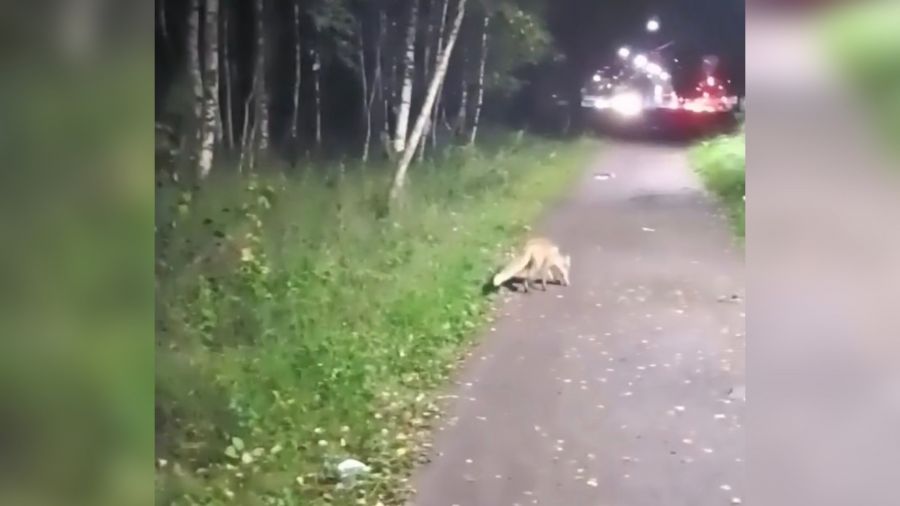 В Ярославле заметили лису