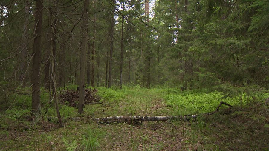 В Ярославской области рядом с деревней заметили медведя