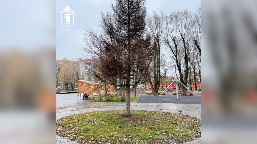 В парке 30-летия Победы в Ярославле высадят новую ель